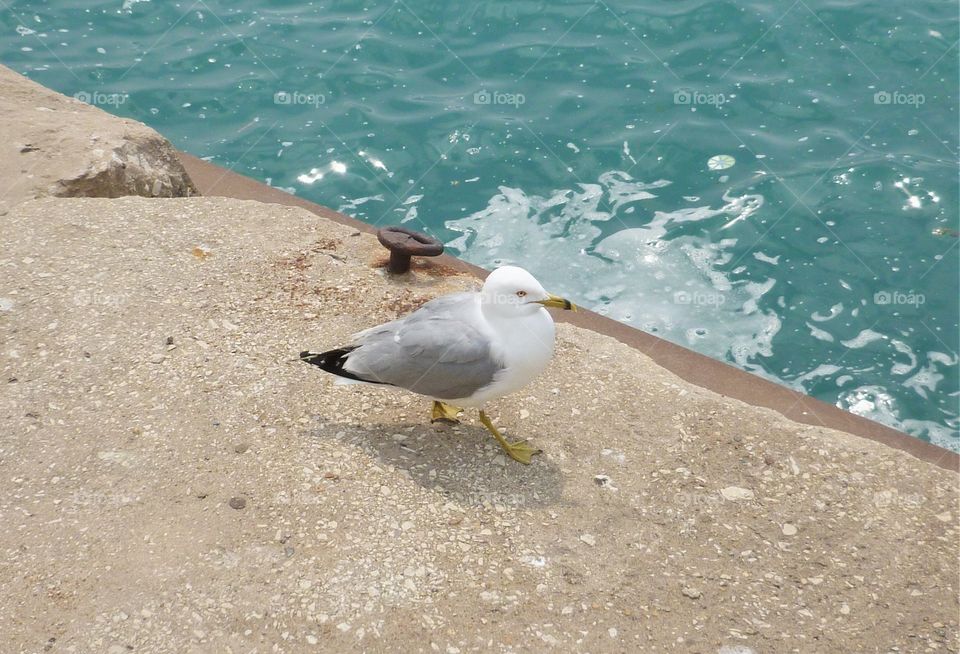Lone Seagull 