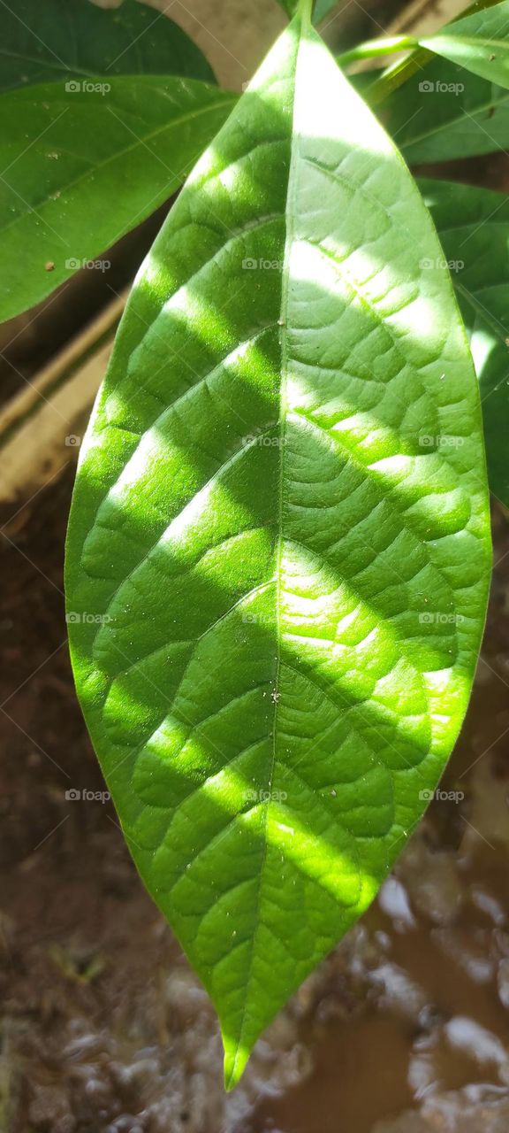 The leaf and the details of the veins that come alive impress me