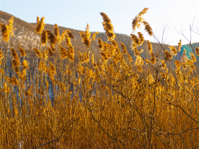 winter plants mountain sunlight by delvec