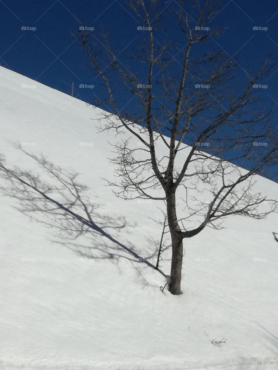 A tree and its shadow on the snow. Magic sun
