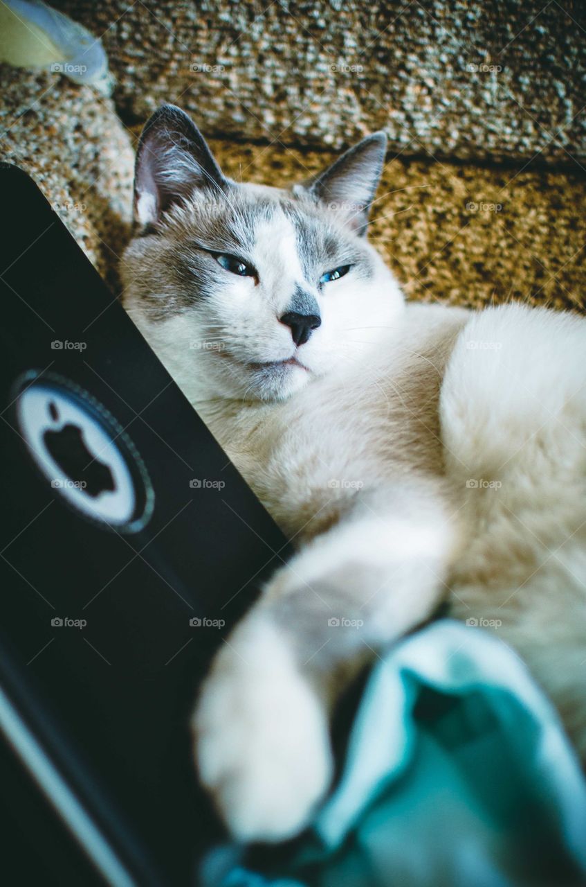 cat loves iPad
