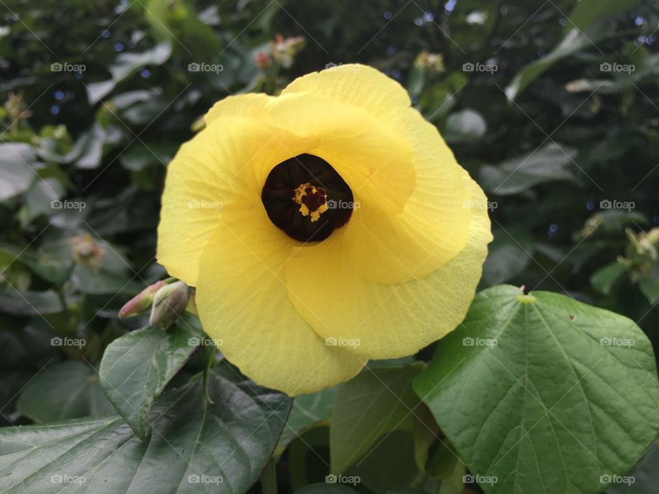 Yellow flower