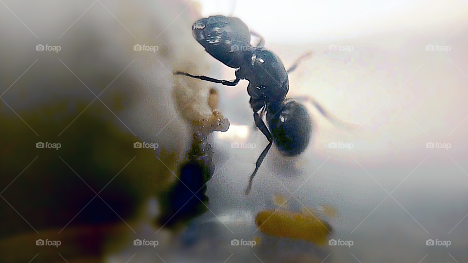 Camponotus pennsilvanicus #3