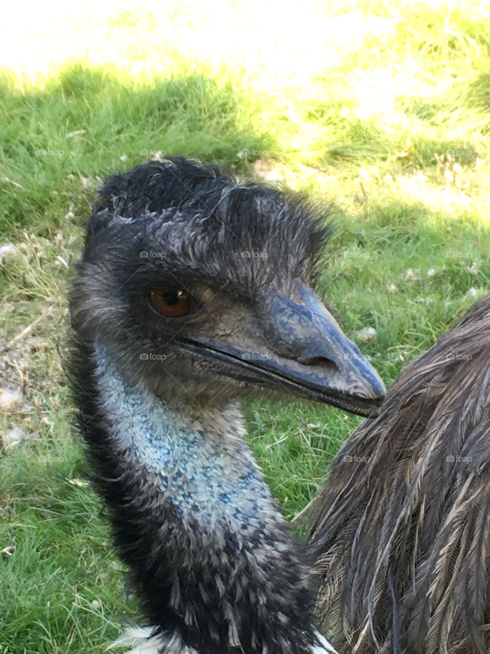 Ostrich