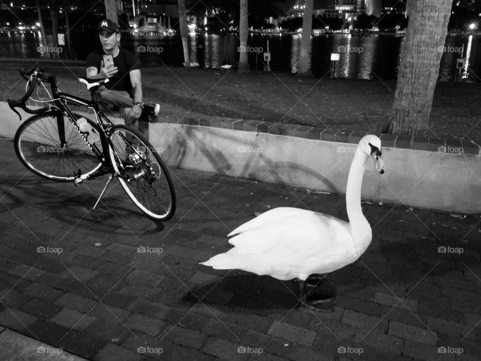 Swan chilling in Eola Park Orlando