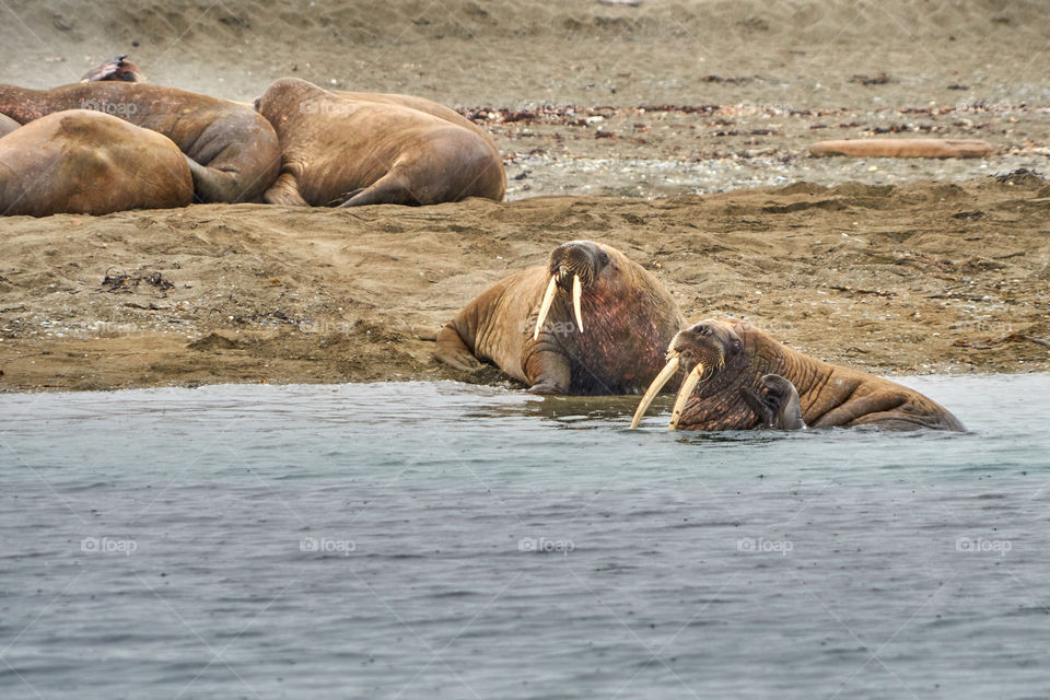 Walrus in Svalbard coast