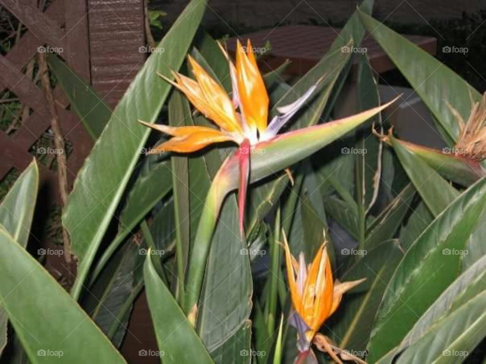 Birds of paradise in a Maui garden.