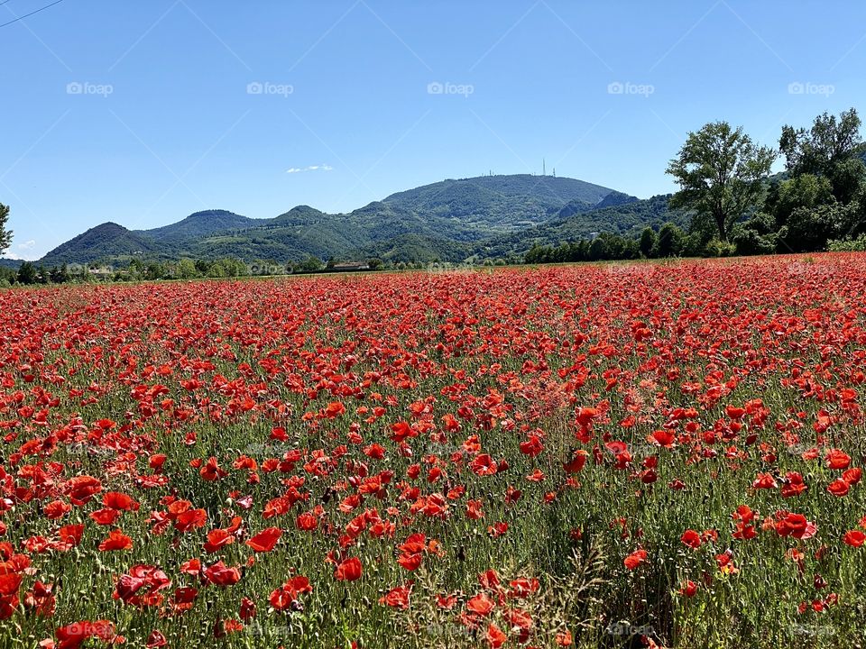 Poppy fields burst with red in the Colli Euganei