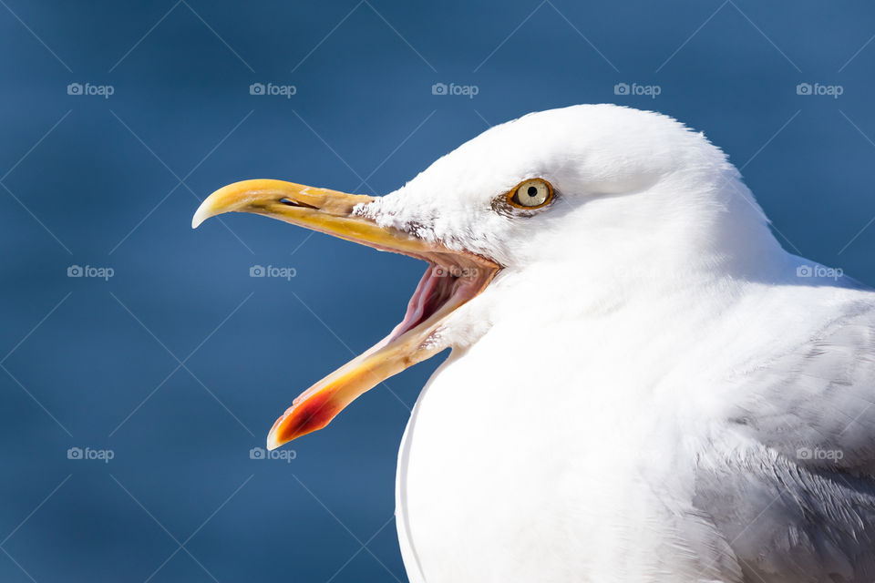 Close-up on screaming seagull with blue ocean in the background 