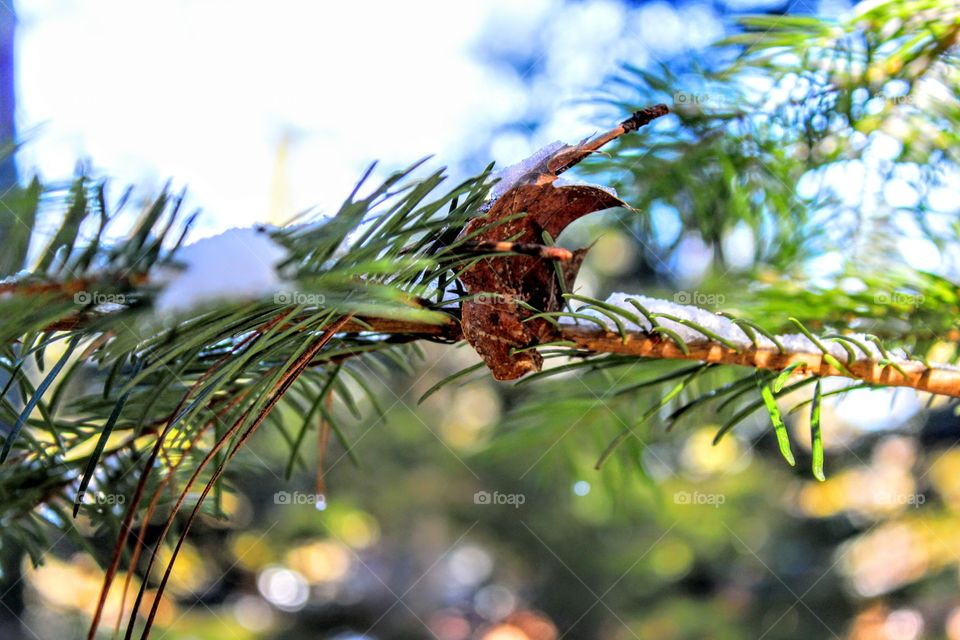 snow pine tree leaf