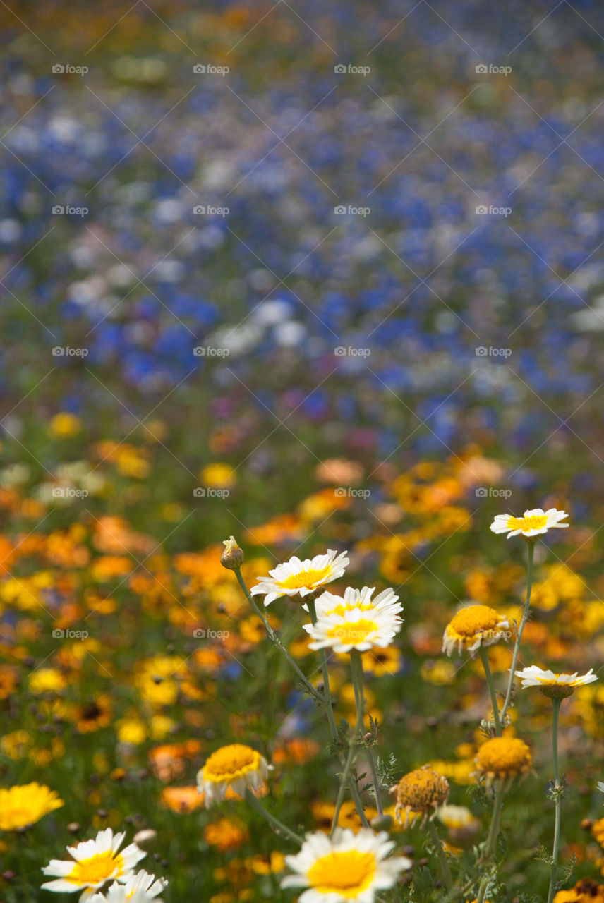 olympic park london garden meadow flower by tomfrank