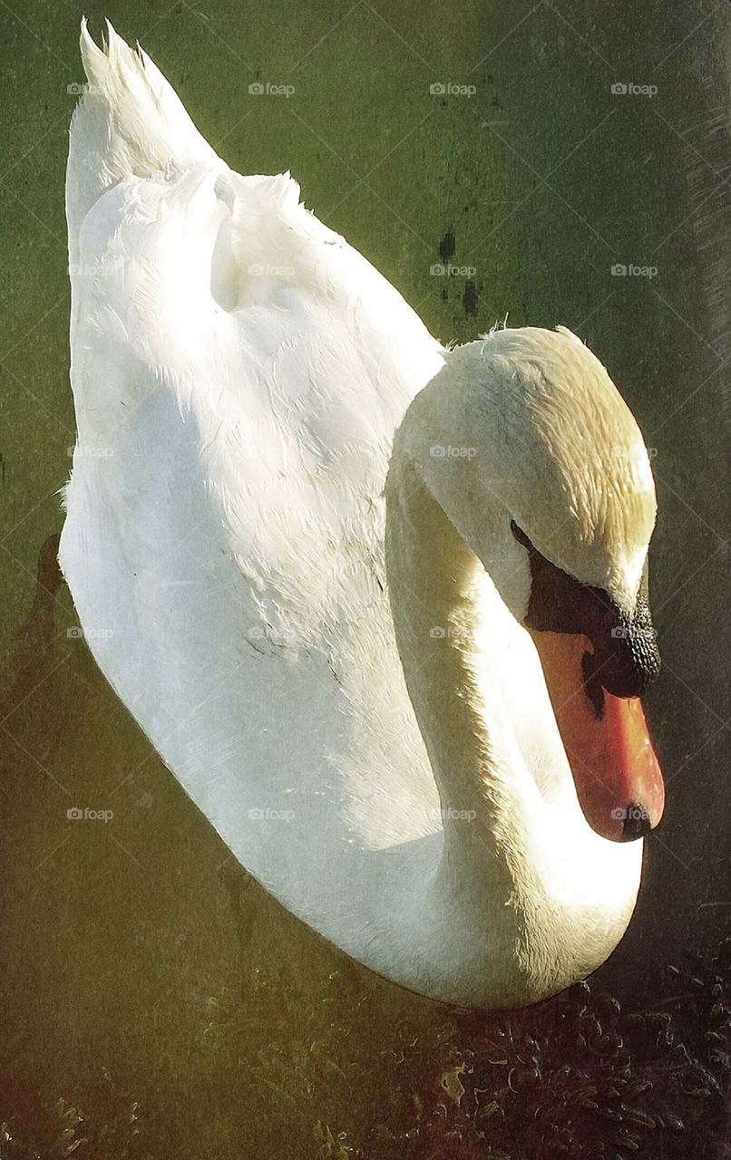 Close up swan 