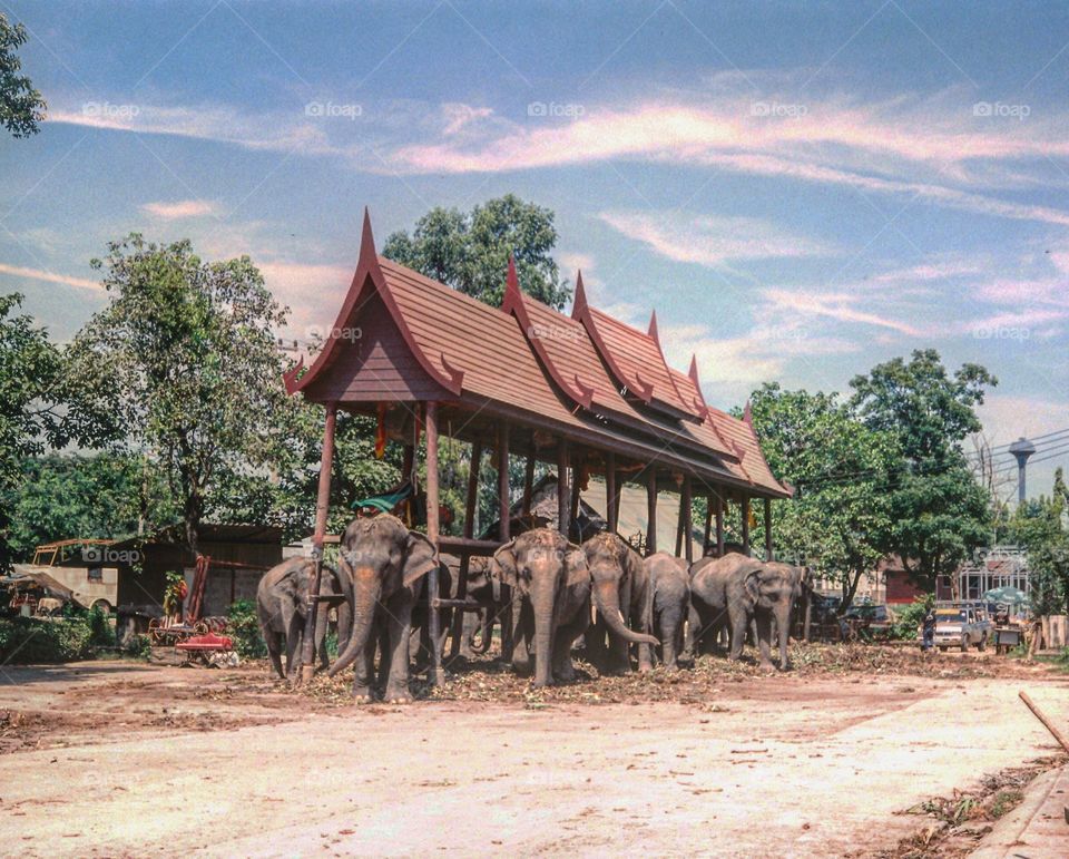 elephane i nda house