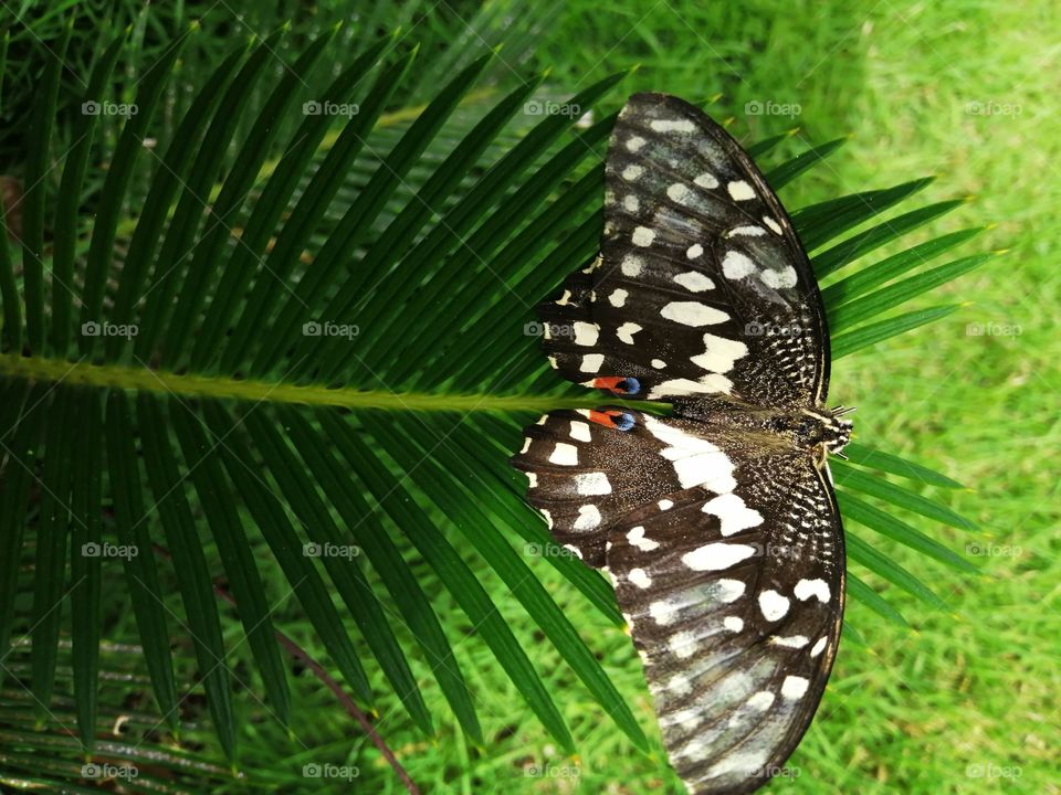 Real butterfly