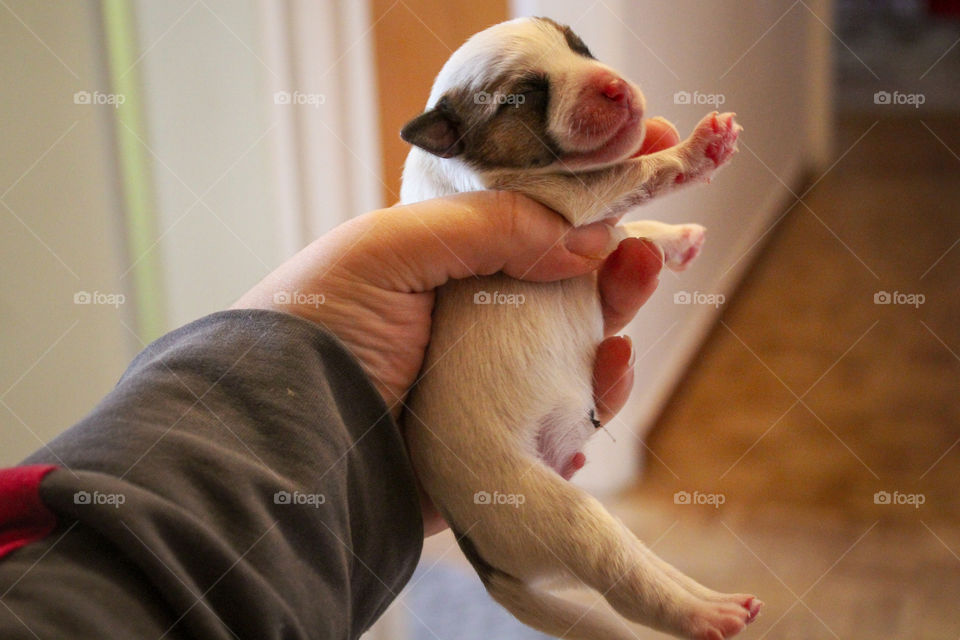 A first day of born of a male puppy of a rough cut Jack Russell terrier