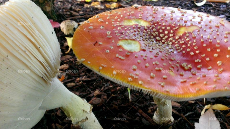 A toadstool to step upon.
This was the size of a dinner plate
