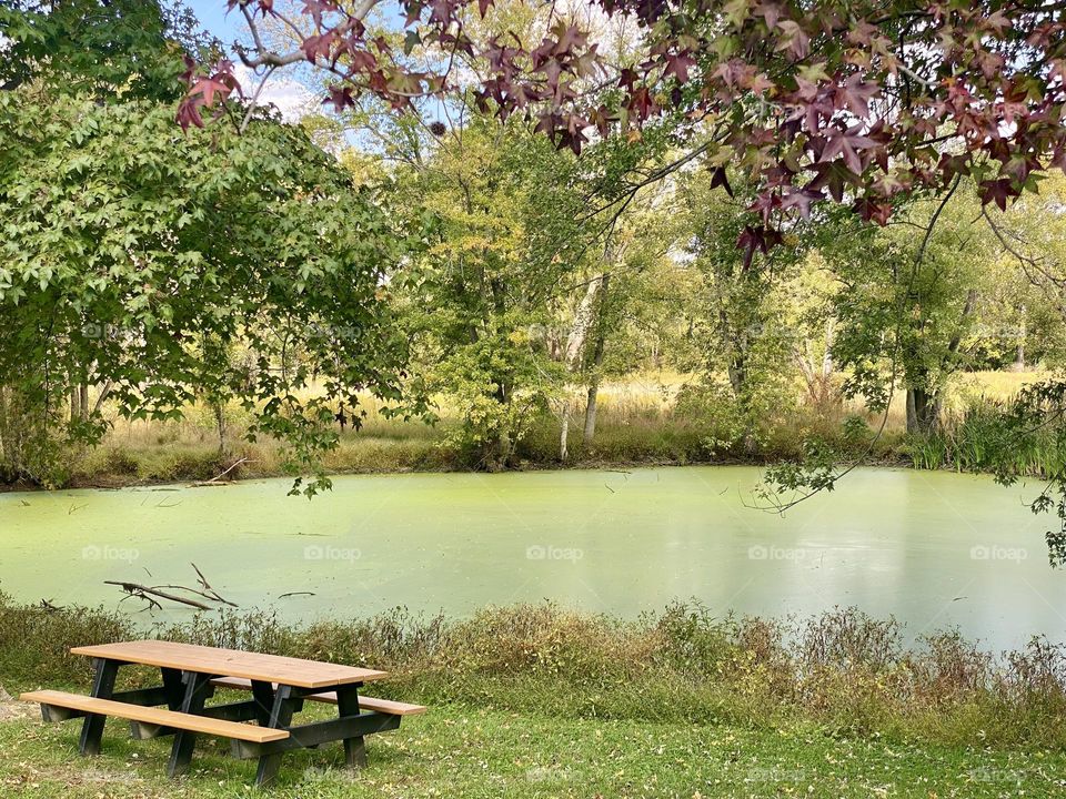 A picnic table next to a duckweed covered pond