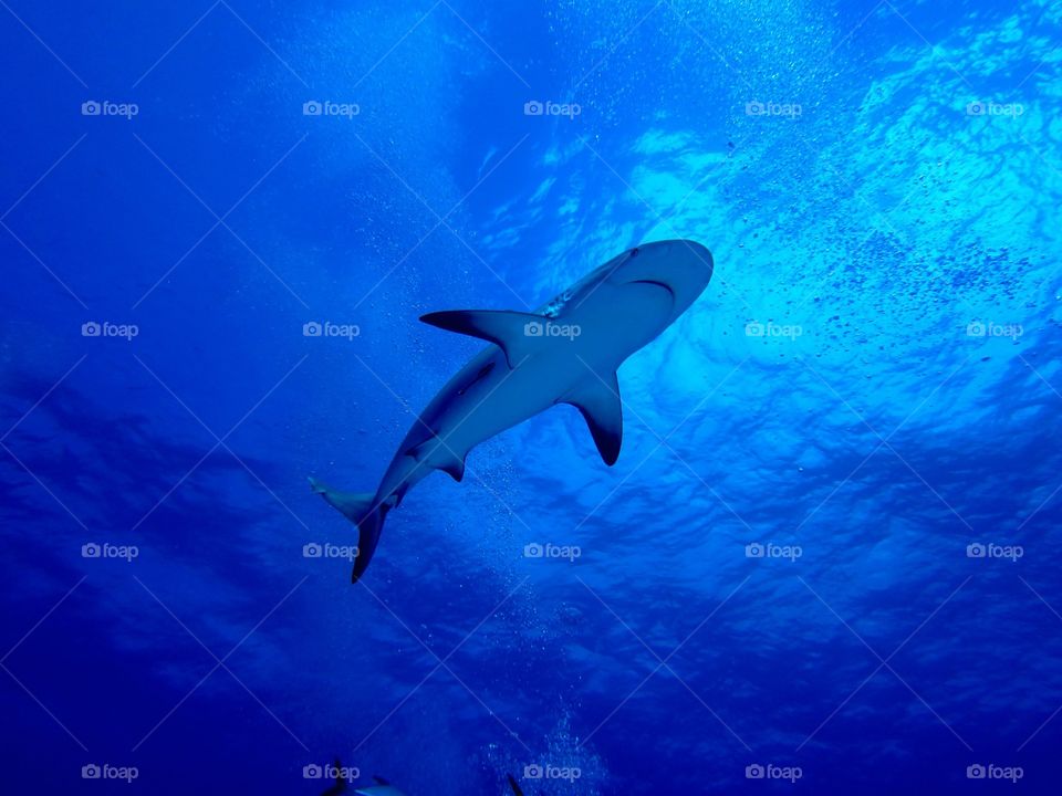 Shark silhouette. A Blacktip reef shark filmed near the Bahamas on a scuba trip