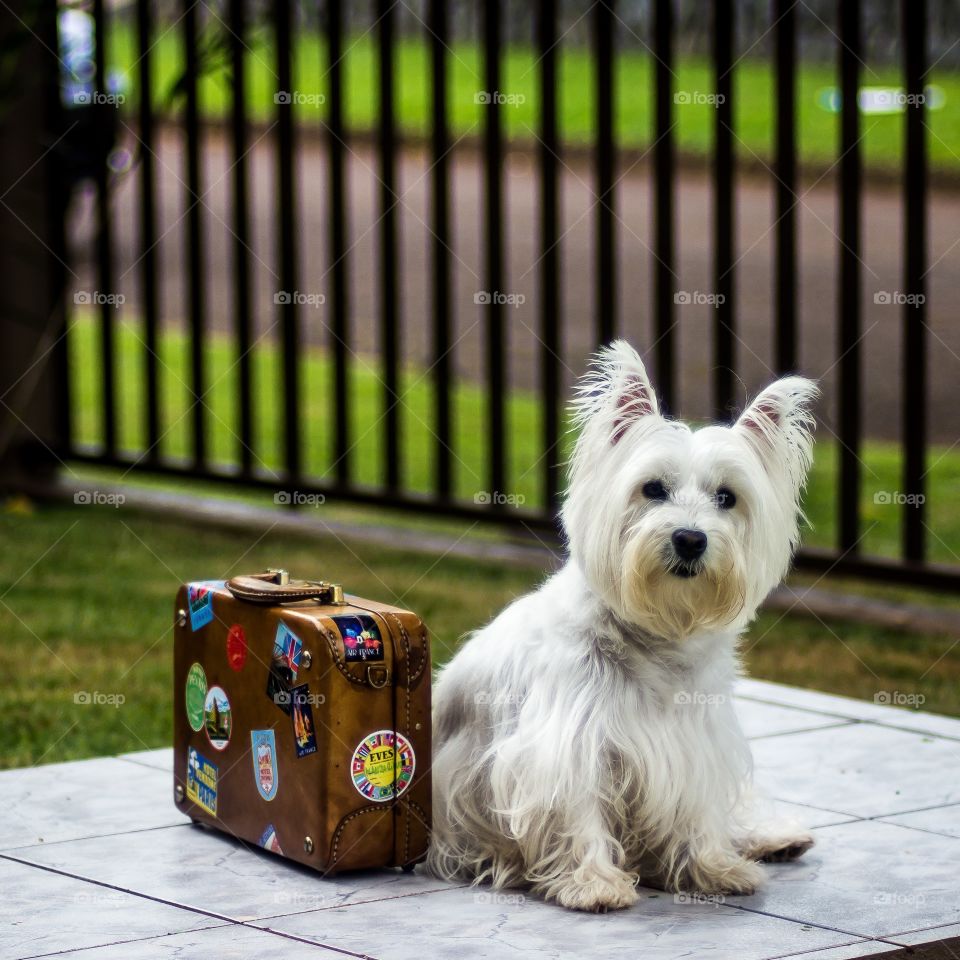 Lilica and the suitcase 