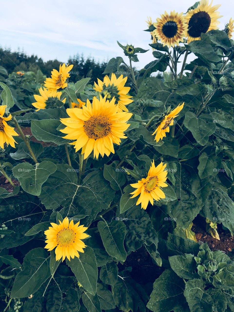 Bright, yellow Sunflowers surrounded by green leaves growing in the garden. 