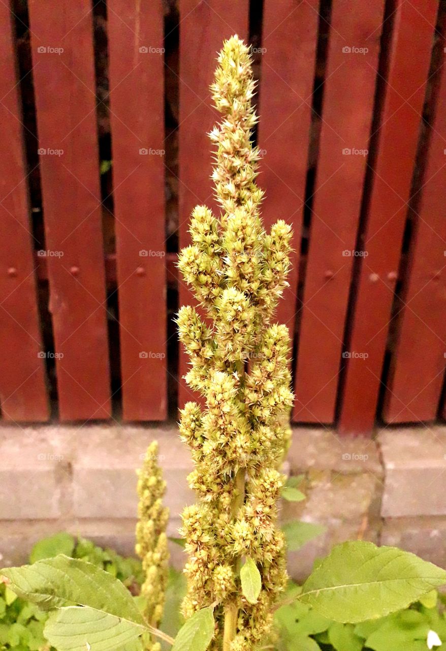 golden wild rough quack against wooden fence