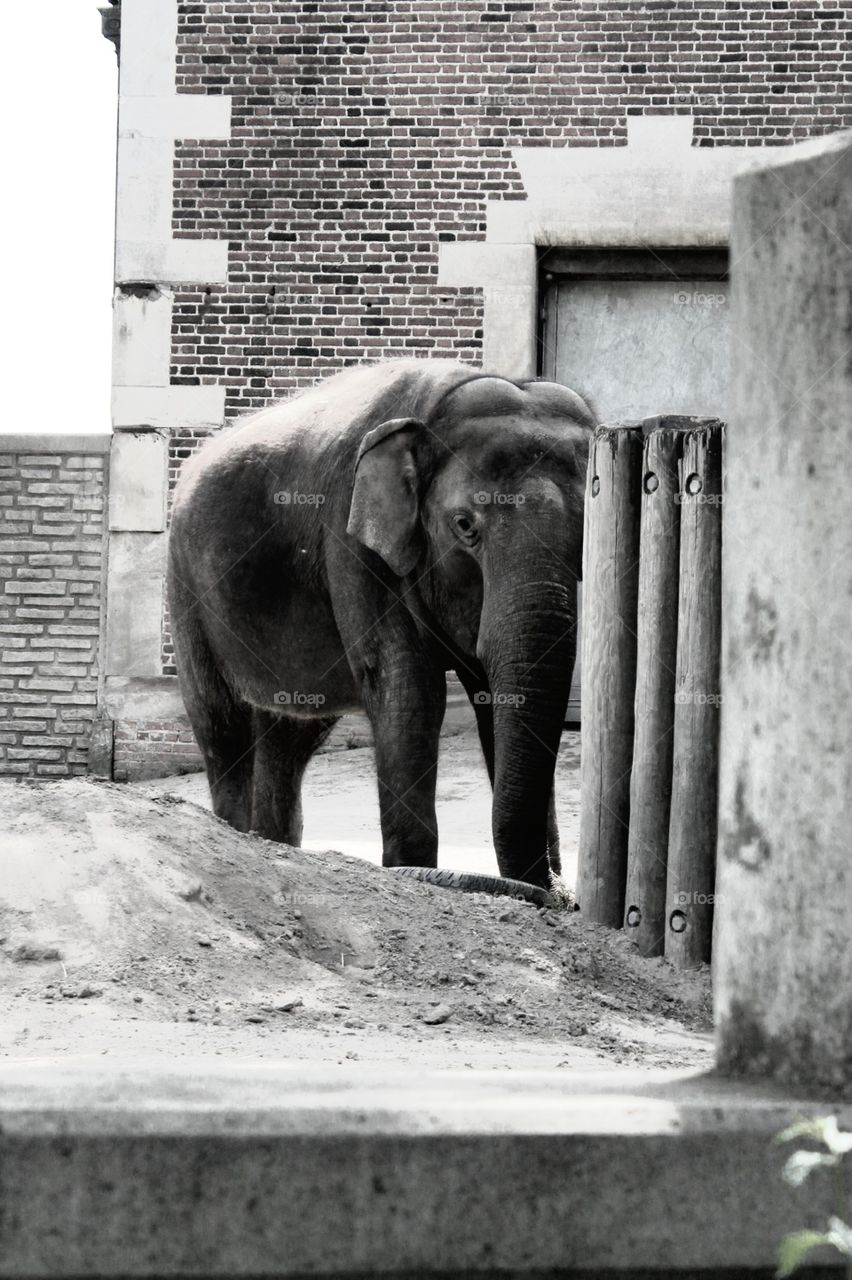 Buffalo zoo elephant