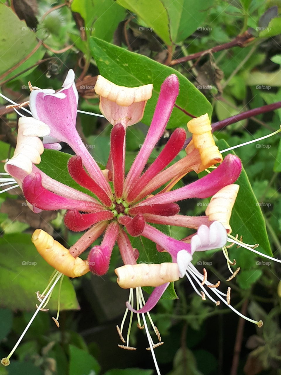 Nature, Flower, Flora, No Person, Garden