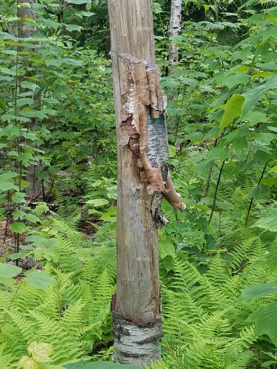 wood tree in woods
