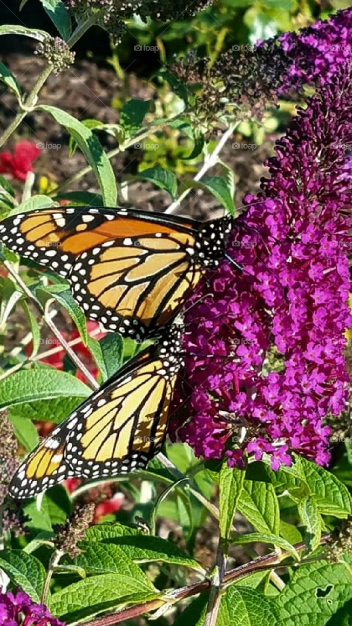 Monarch butterflies