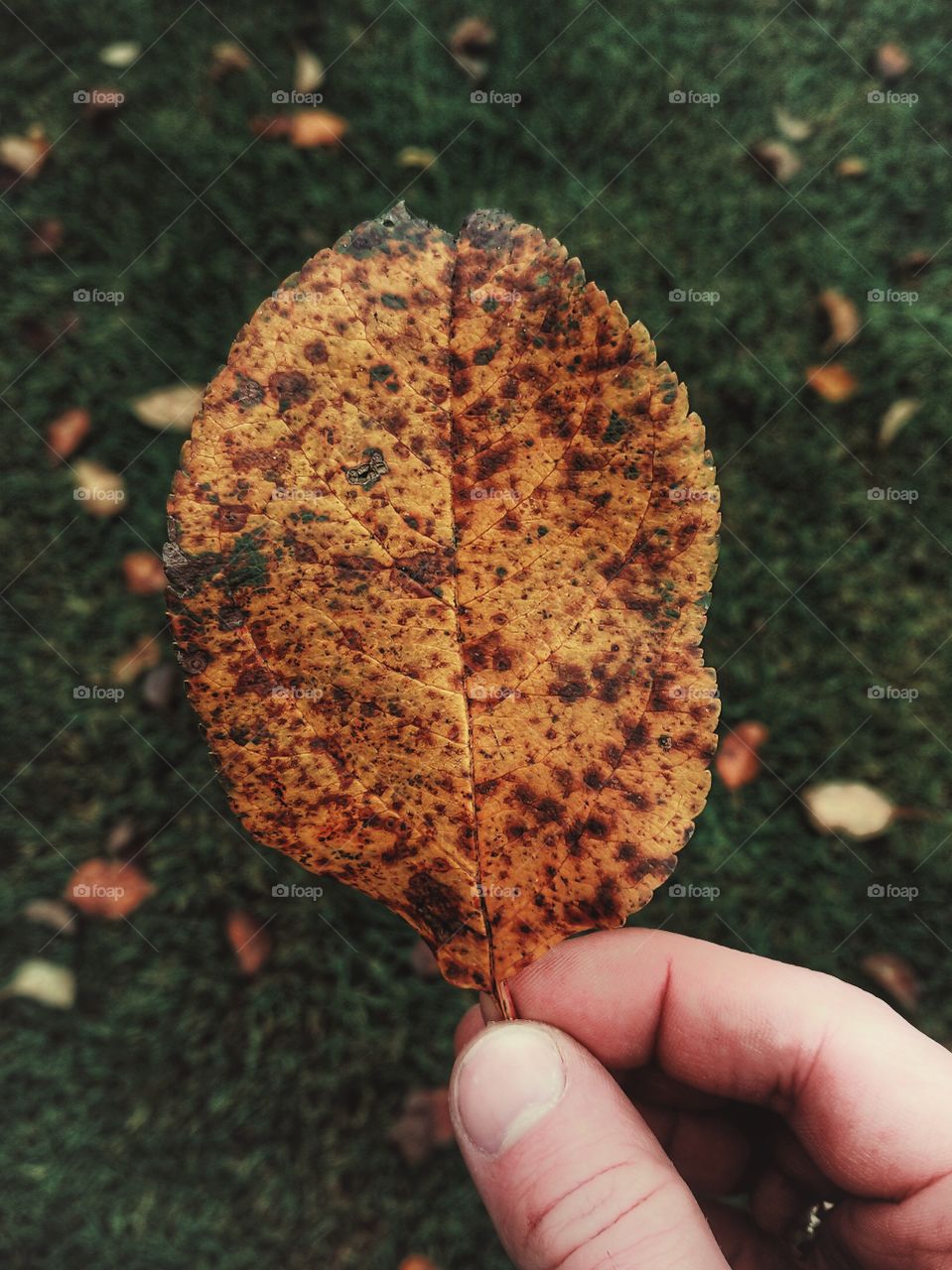 Autumn leaf