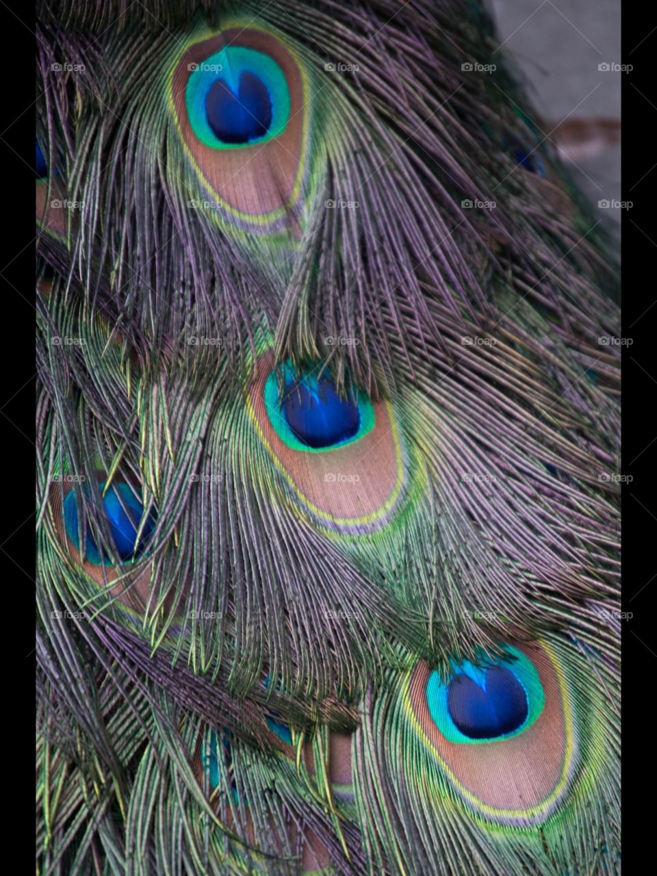 Peacocks eyes