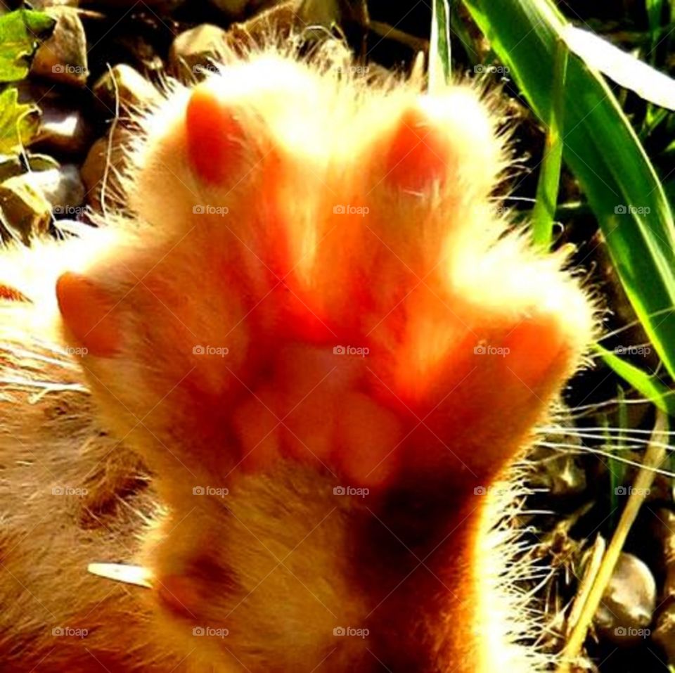 cat's paw