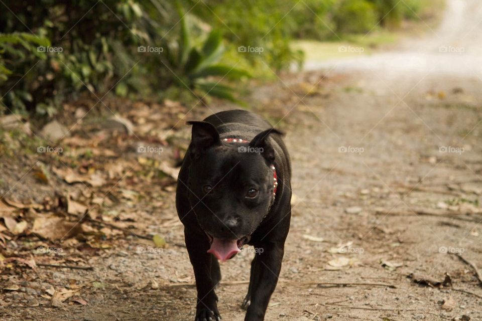 Staffy walking the path 