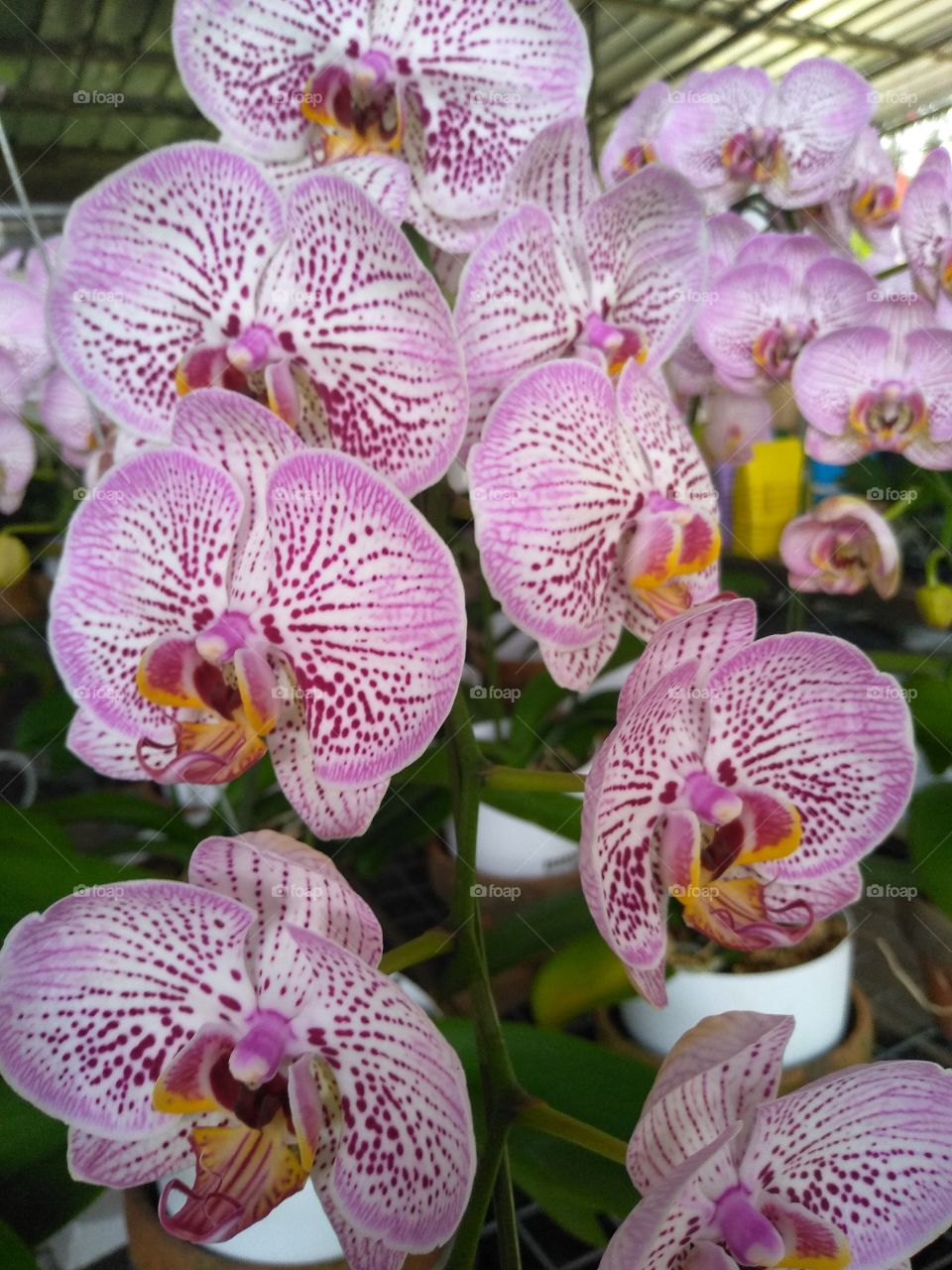 purple leopard orchid