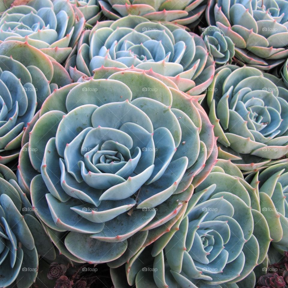 Succulents 