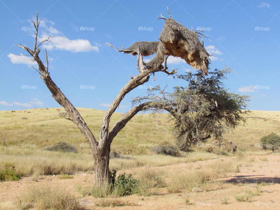 Baobab in Namibia