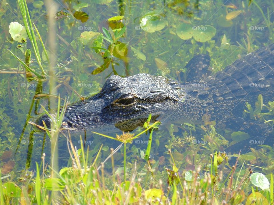 Alligator