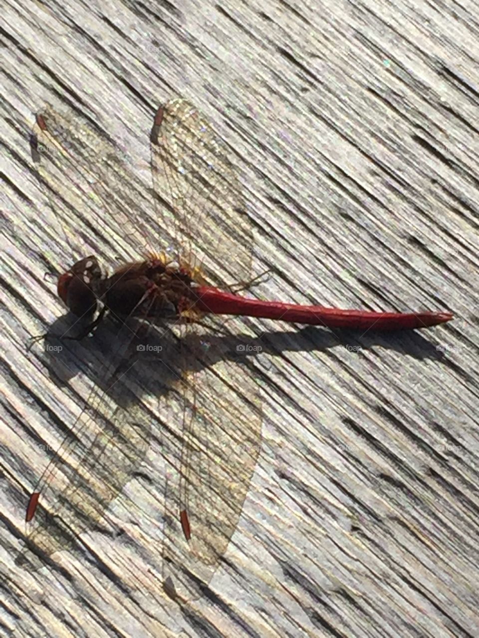 Close up red dragonfly on rough wood with wing detail