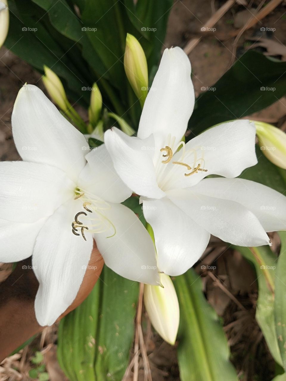 Golden decorated flower