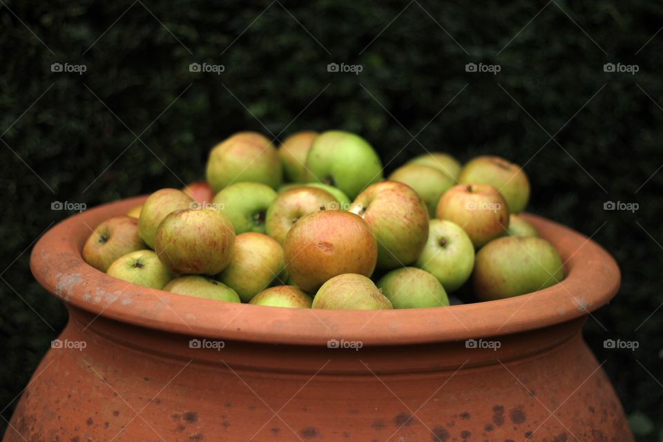 basket of apples
