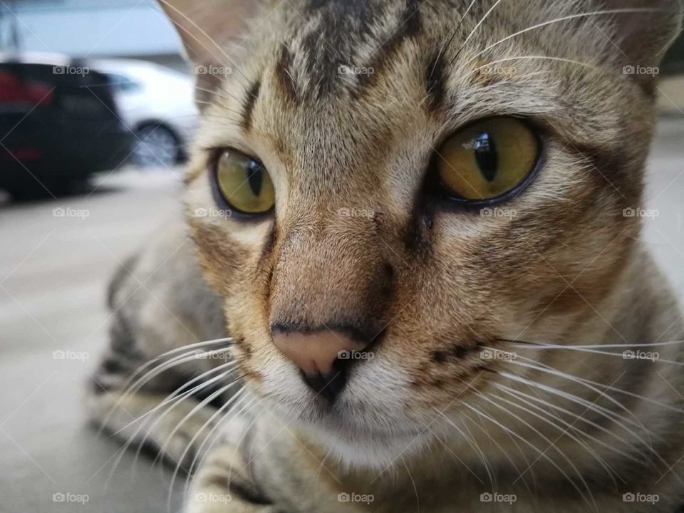 Smokey the Stray cat waiting to be fed by any kind soul walking along his way.