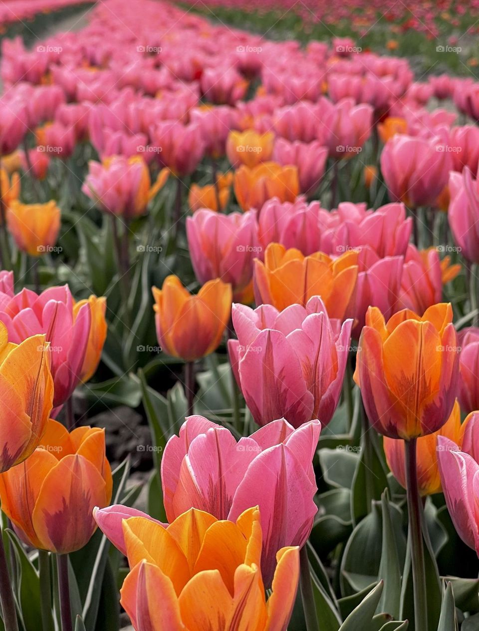 Tulips