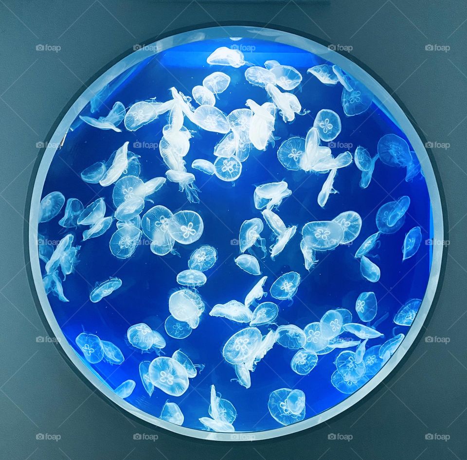 Calm and peace jellyfish circle. It makes you fell peaceful and happy. Flow with jellyfish 