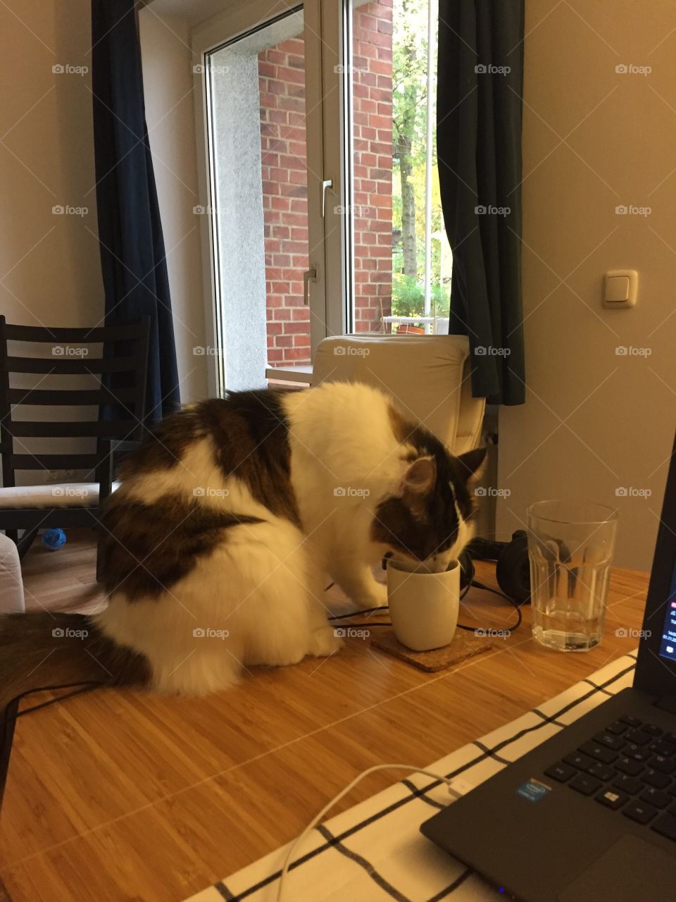 Cat drinks coffee