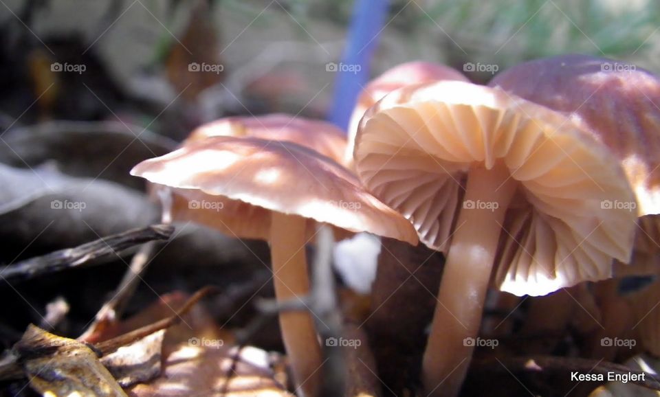 Among the Funghi