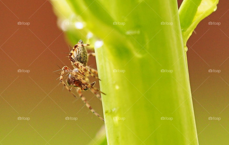 Spider playing peek a boo