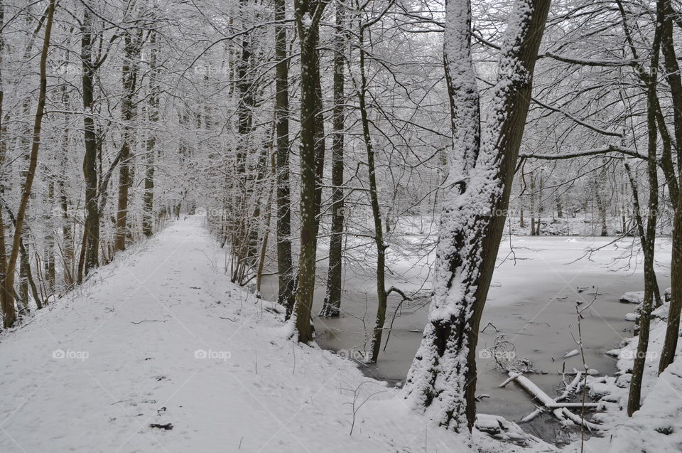 Magical forest in the south of Sweden