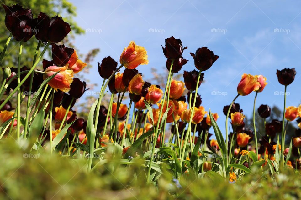 Tulips up in the sky 