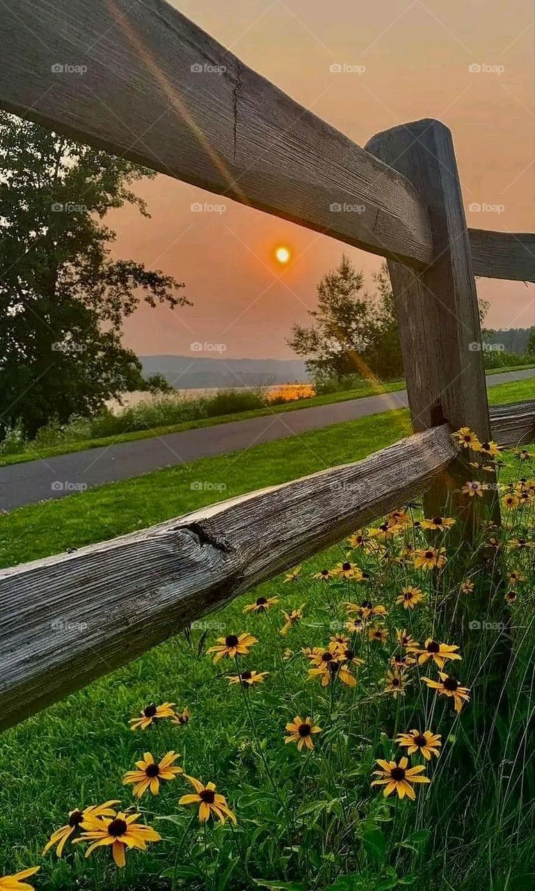 A very beautiful picture, and there is no better picture than it. There is no better picture of green herbs and colorful, red and white roses than it. Glory be to God, the natural and picturesque view, and there is no more