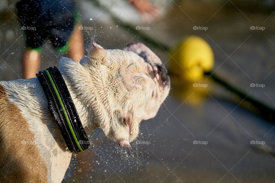 Bulldog inglés blanco expulsandose el agua